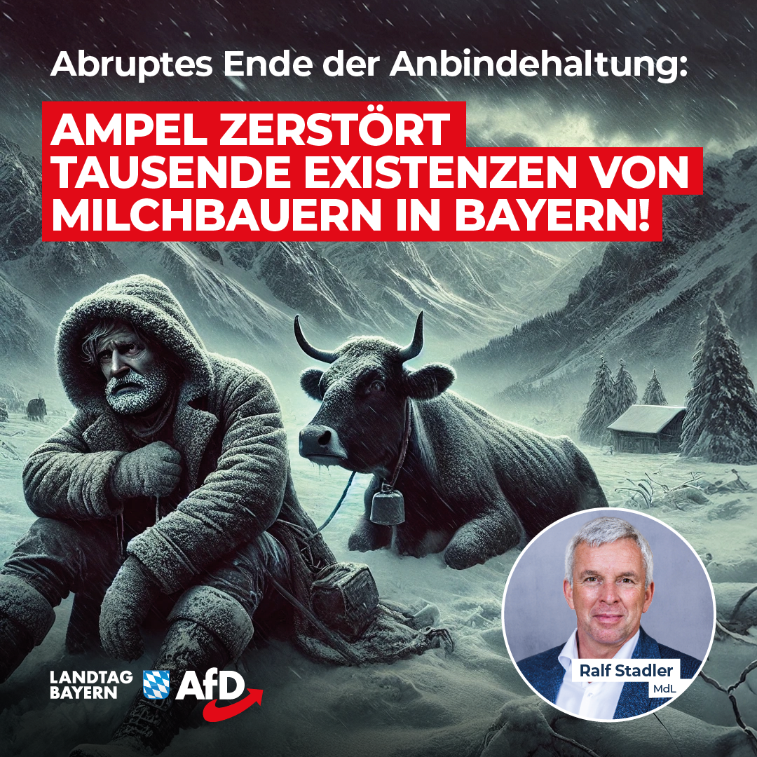 Ralf Stadler: Abruptes Ende der Anbindehaltung – Ampel zerstört Tausende Existenzen von Milchbauern in Bayern! 1 20240917 Stadler Anbindehaltung